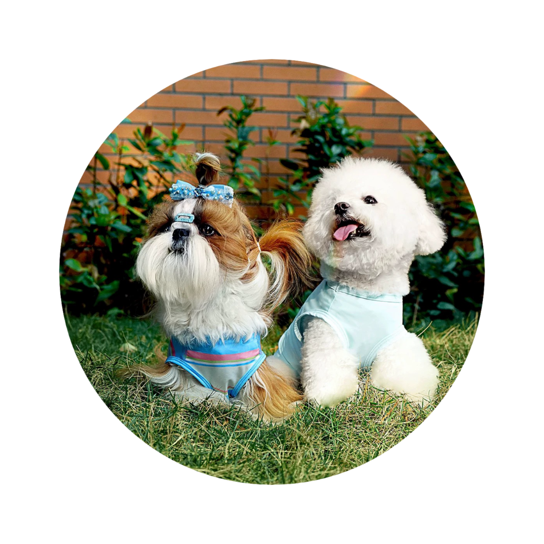 Collars, Harnesses & Accessories